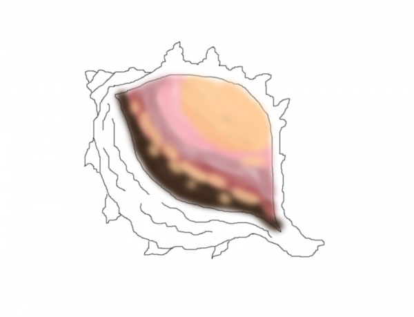Creation of Shell And Branch: Step 2